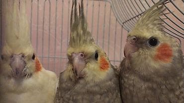 Tutuquşları: Nimfa (Cockatiel) tutuquşuları – 3 ədəd Xüsusiyyətlər: - Növ: Nimfa — 2