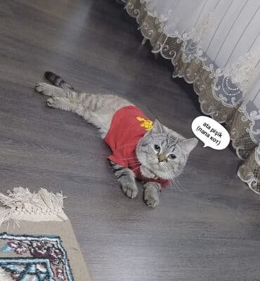 породистые котята даром: Шотладская вислоухая, Самец, Самка, Самовывоз — 6