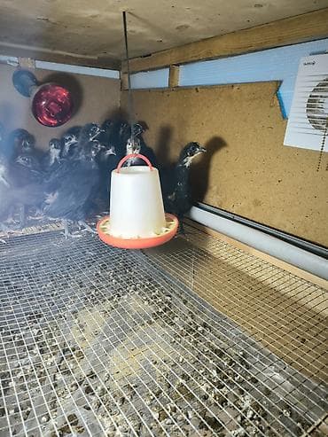 toyuq cuce satiram: Toyuq cücələri, Ətlik — 1