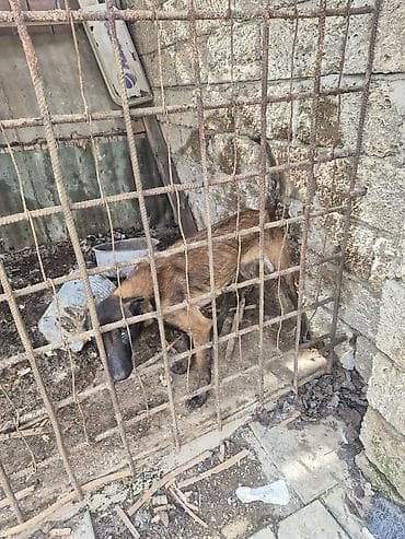 Məhsul: Qoyun-quzu (balalı qoyun) Təsvir: - Növ: Qoyun/quzu - Rəng