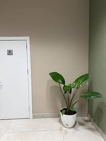 Mənzillər: İcarəyə verilir 4 otaqlı yeni tikili 142 m², 28 May m. Kateqoriya — 10