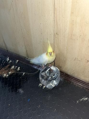 Nimfa (Cockatiel) – sarı başlı, yanaqlarında narıncı ləkəli gözəl rəng — 2