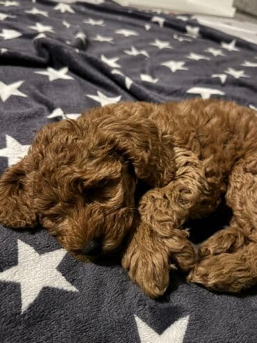 baskervillerin iti: Pudel, 3 ay, Dişi, Ünvandan götürmə, Ödənişli çatdırılma — 4