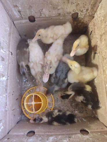 Gəmiricilər: Ördək balası 1 aylıq — 1