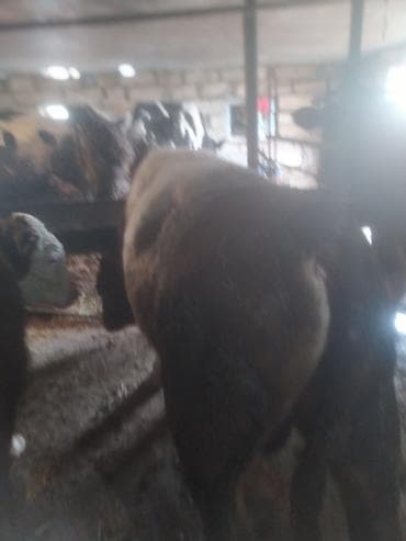 Dana, buzov: Erkek danalar satılır.Razılaşma yolu ilə — 5