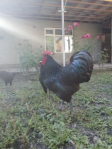 1xoruz 1 fere temiz qan Mehmanin xetinendi taniyanlar taniyir — 3