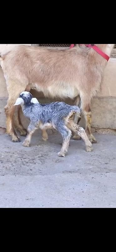 bala keci: Satılır: Ana keçi balası ilə - Növ: Yerli keçi - Komplekt: Ana keçi + — 3