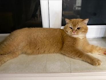 scotish: Erkək, Ünvandan götürmə, Ödənişli çatdırılma — 1