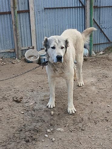 en iri it cinsi: Alabay — 1