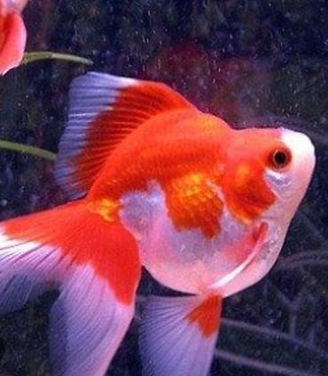 balıq qablar: Salam 5 ədəd balıqdır 1 aranda 4 ədəd koi 2 si ag platin 2 si rəngli — 2