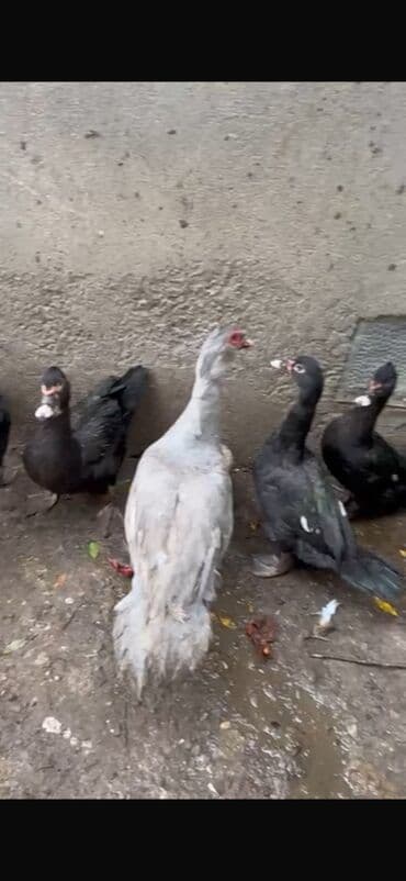 Dovşanlar: Salam 4 qara zumrudu feresi 1 dene qara zumrudu erkeyi 2 dene — 6