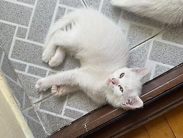 Кошки: В добрые руки — 9