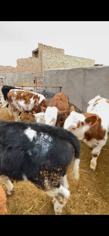 Atlar: Satışda – müxtəlif rənglərdə və yaşlarda dana qrupı. Xüsusiyyətlər: - — 3