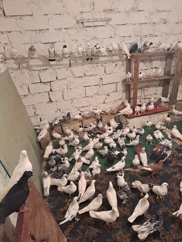 Ev göyərçinləri – müxtəlif rəng və naxışlarda böyük sürü - Növ lalafo.az -da Ev göyərçinləri – müxtəlif rəng və naxışlarda böyük sürü - Növ