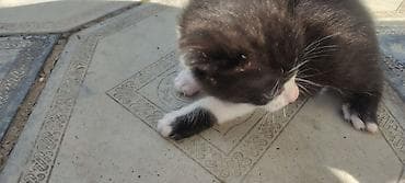 pişik ucun evlər: Erkək, Yaxşı əllərə, Ünvandan götürmə — 1