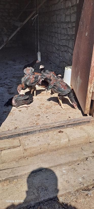 cücə qəfəsi: Məhsul: Heyrati Cücələri (temiz cinsdiler tecili satildigi ucun ucuz — 4