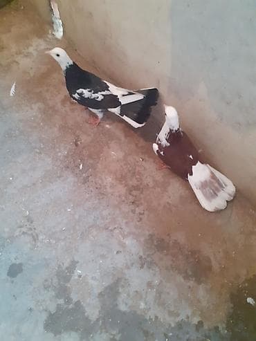 goyercinlər: Səkkiz ədəd eni qiyrudu səkkizini götürən olsa üstə üstə 20 manat — 4