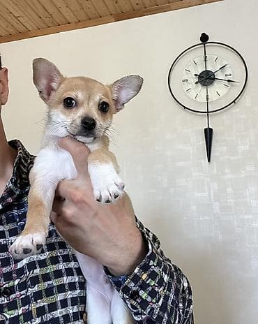 balaca tuklu it: Çixuahua, 3 ay, Erkek, Peyvəndli, Ödənişli çatdırılma — 1
