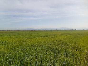 xetai rayonu ev: Kənd təsərrüfatı — 3