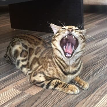 домики для кошек баку: Бенгальская — 2