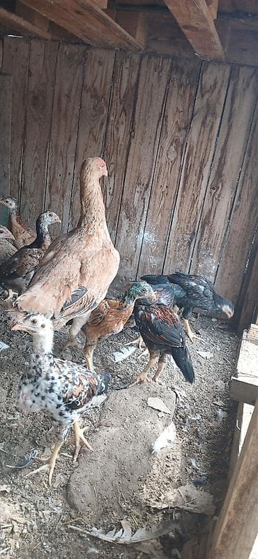 qus satisi: Heyrati6 ti cuce 1 ay yarimliqdi 1 Fere yeni analari 150 manata super — 2