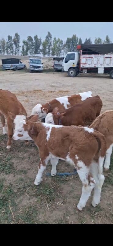 ala inek: Məhsul: Simmental tipli buzovlar Təsvir: - Şəkillərdə ağ-qəhvəyi — 5
