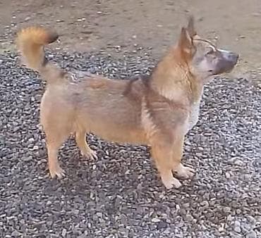 çoban iti adlari: İt – xırda/orta ölçülü, qısa tüklü, qulaqları dik, quyruğu toppuzlu — 2