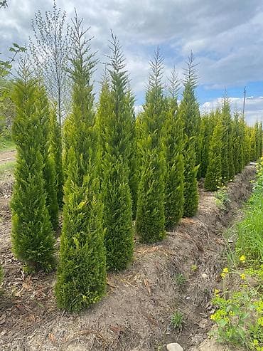 Thuja (mazı) – hündür, konus formalı, sıx və parlaq-yaşıl iynəyarpaqlı