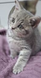 erkek pişik: Britan, Erkək, Ödənişli çatdırılma — 2