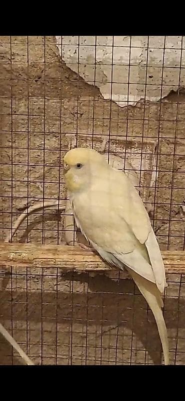 heyratı barter: 2 ədəd quş erkek sapsarı olan təmiz qan çexdi dişi çexdən dönmə krem — 2