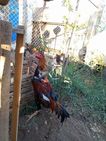 linqorin toyuqlar: Xoruz, il: 1 — 2