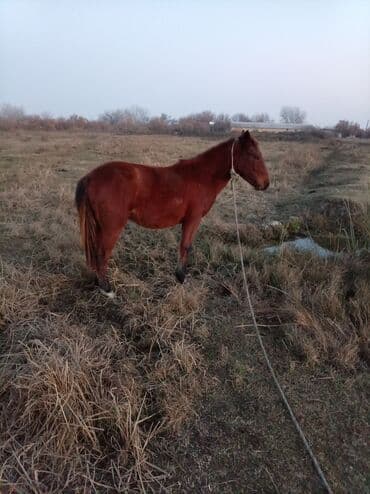 Erkək, il: 2, Ünvandan götürmə
