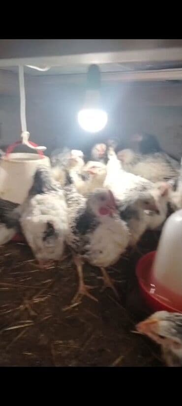 cuce sekli: Toyuq cücələri, Ətlik — 1