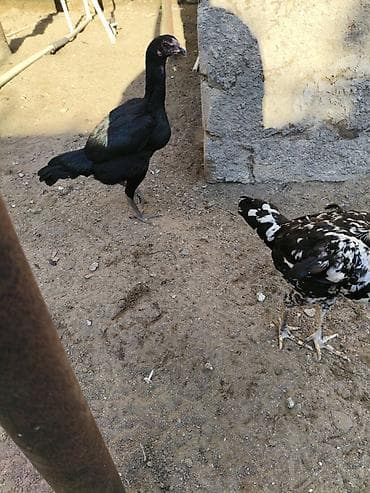 bildircin yumurtası satilir: Heyvanlar merdekandadi. fikri ciddi olanlara etrafli melumat — 2
