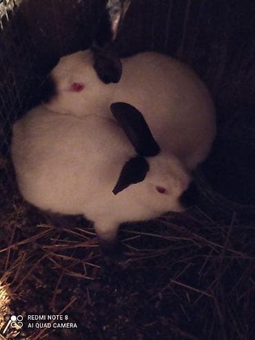 Kalfor dovwanlar damazlig 🇦🇿 isdeyen olsa whatcapa yazsin lalafo.az -da Kalfor dovwanlar damazlig 🇦🇿 isdeyen olsa whatcapa yazsin