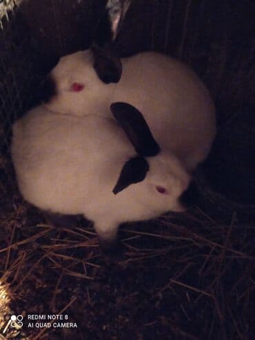 xacmaz heyvan bazari: Kalfor dovwanlar damazlig 🇦🇿 isdeyen olsa whatcapa yazsin — 1