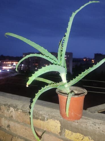 где купить алоэ вера: Aloe vera otaq bitkiləri - Dekorativ və faydalı sukulentdir — 1