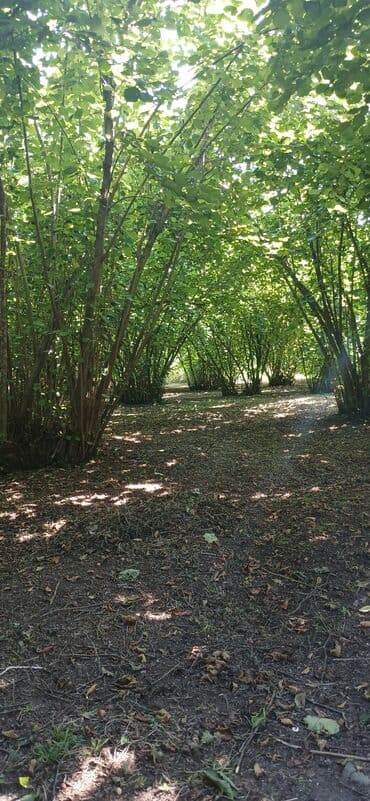 findiq ləpəsi: Salam bağ Qəbələ rayon Nic qəsəbəsində dir bağ 67 sotdan ibarətdir 170 — 9