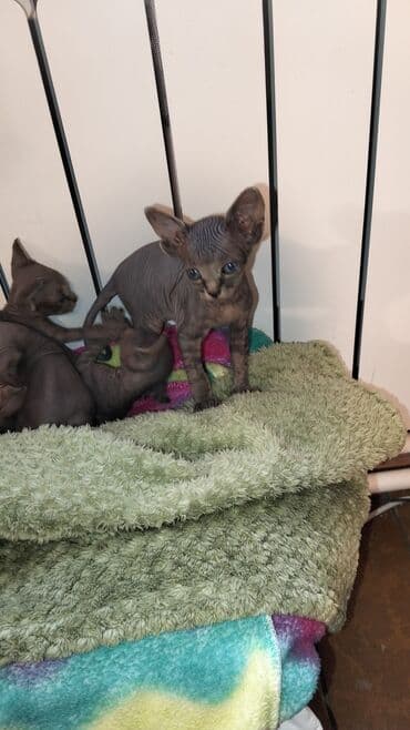 bala pişik adları: Sfinks, Erkək, Dişi, Ünvandan götürmə — 2