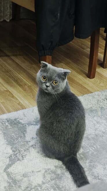 pisik ucun tualet: Şotland, Dişi, Ünvandan götürmə — 4