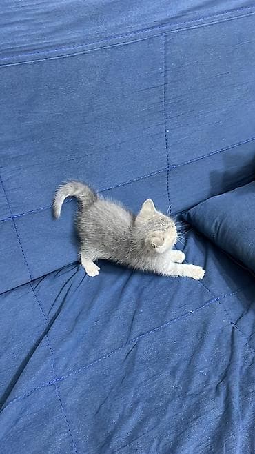 bala pisik: Şotland — 3