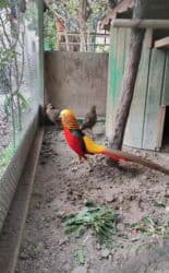 arpa toxumu satışı: Qızılı və gümüşü qırqovul bu ilki balaları satılır. Qızılı cüt 150 — 2