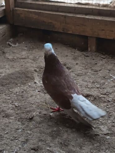 K/t heyvanları və malları: Mor erkək 4 + uçuşu var real alıcıya endirim olunacaq — 1