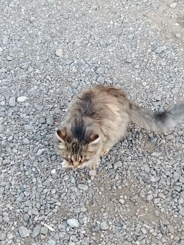 pişik satışı bakı: Şinşilla, Dişi, Yaxşı əllərə, Ödənişli çatdırılma, Ünvandan götürmə — 4