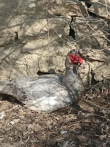 K/t heyvanları üçün mallar: Erkək, | Lal ördək, Damazlıq — 2
