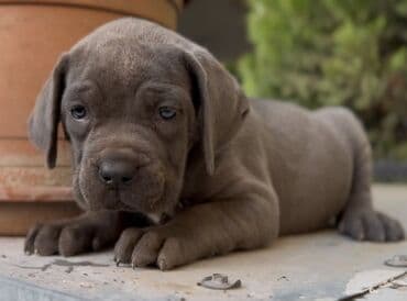 haski it adlari: Кане-корсо, 2 месяца, Самец, С родословной, Самовывоз — 4