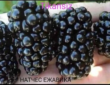 саженцы малины зюгана: Moruq tingləri məhsuldar Polka qırmızı və sarı növlər Məhsulun — 5