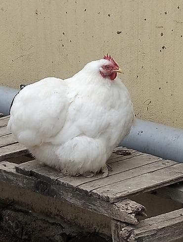 Ağ rəngli ev toyuğu - Tamamilə ağ lələklər, qırmızı daraq və sırğa - lalafo.az -da Ağ rəngli ev toyuğu - Tamamilə ağ lələklər, qırmızı daraq və sırğa -