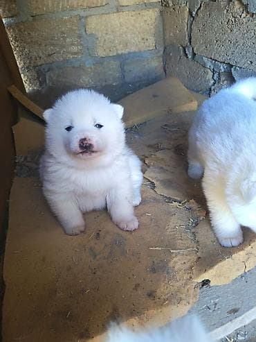 Akita-inu, 1 ay, Dişi, Ünvandan götürmə