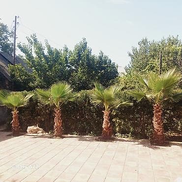 ağ şanı yarpaq: Washingtonia filifera dekorativ xurma ağacları - Növ: Washingtonia — 4
